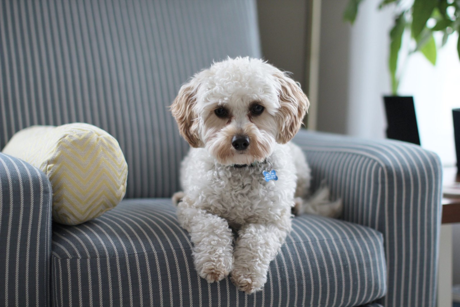 white-shih-tzu-puppy-on-fabric-sofa-chair-981062