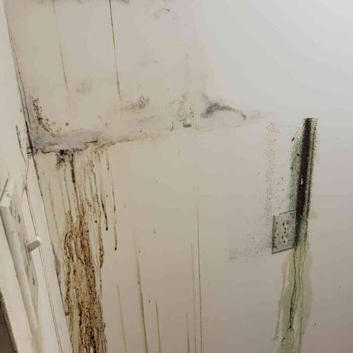 Black mold discovered behind fridge, owner declined mold remediation in calgary