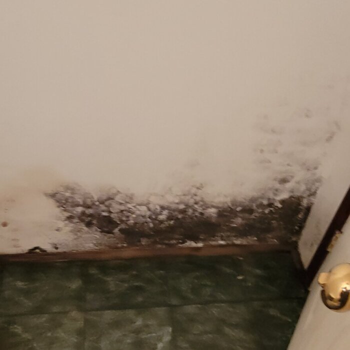 Severe black mold on bathroom wall and ceiling