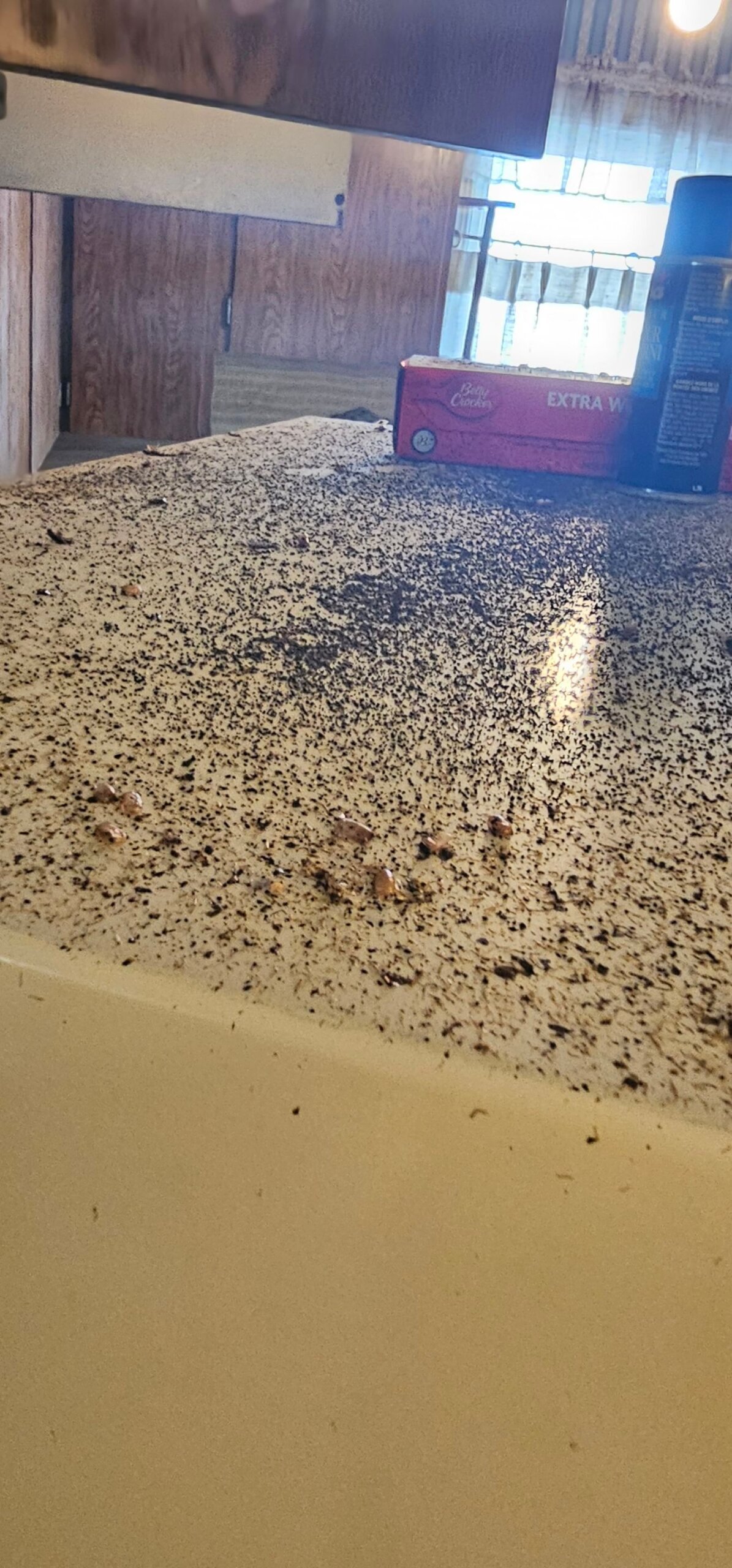 Pest control l was in and killed all the cockroachs pests, Filthy Masters this was before biohazard pest clean up. home was estate sale cleanout.