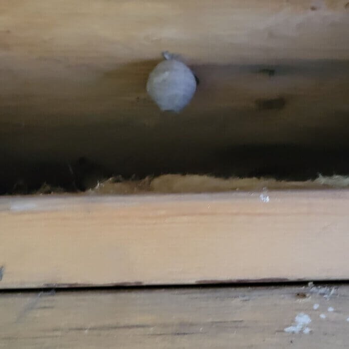 Upon removing drywall from the ceilings Filthy Masters discovered multiple hornets nest. an ozone generator was used and mold removal continued.