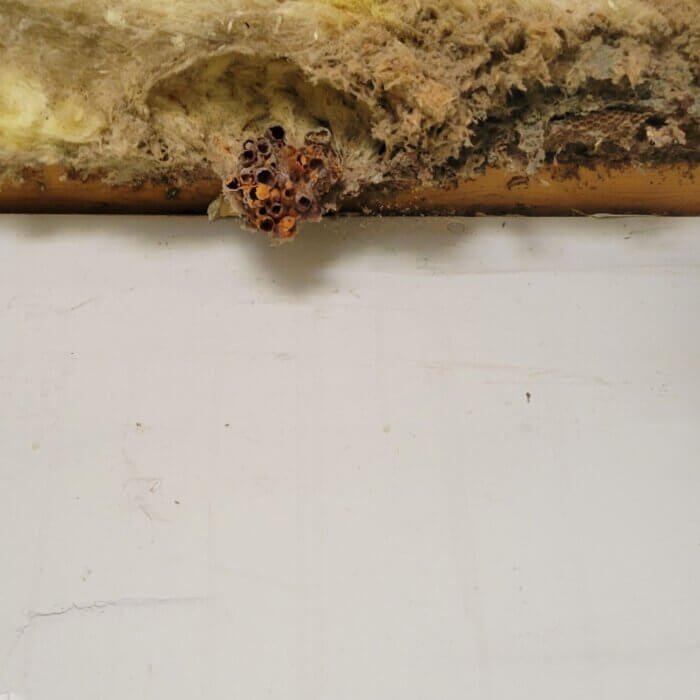 another hornet nest discovered while a Filthy masters mold remediation.