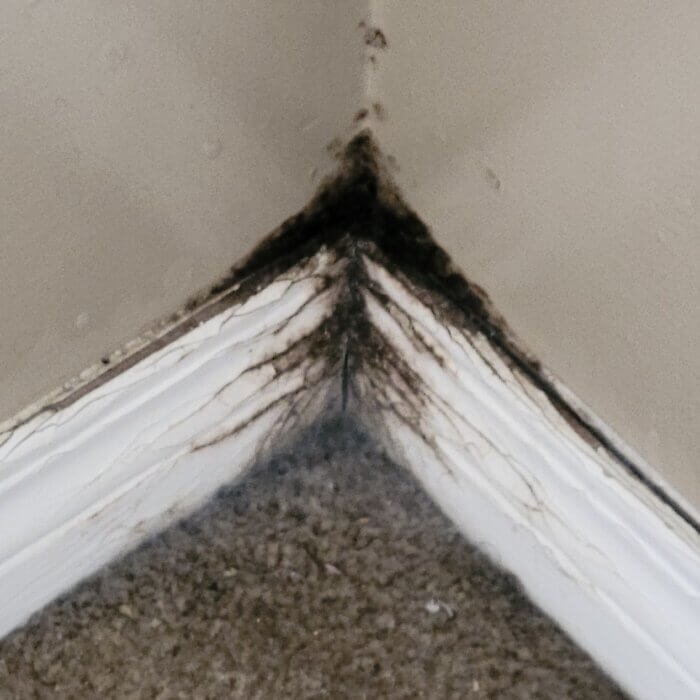 Professional mold removal in Calgary damaged drywall