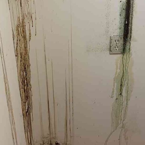 Black mold on wall