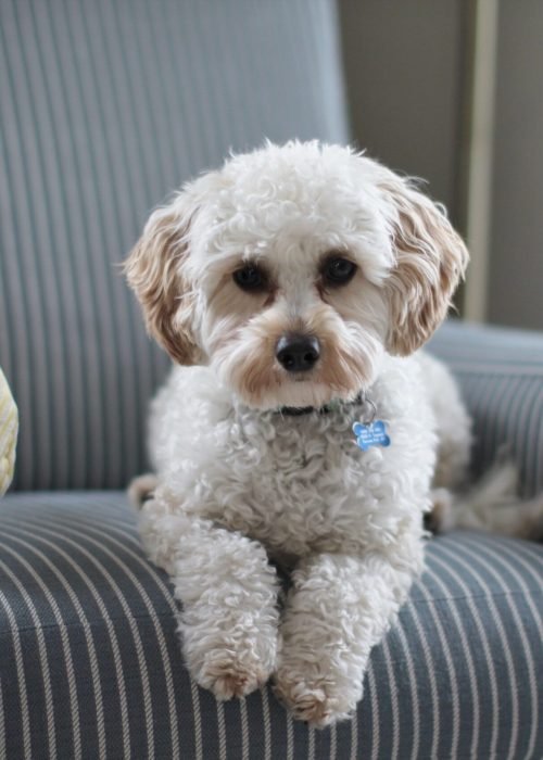 Dog on upholstery